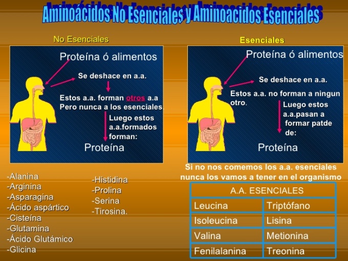 aminoacidos esenciales y no esenciales8.jpg