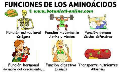 aminoacidos-funciones