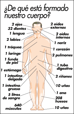 Cuerpo Humano indicando sus partes 1[1]