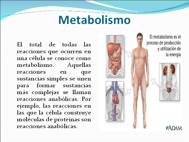 metabolismo.png